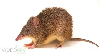 A bandicoot (Peroryctes broadbenti) at Batu Secret Zoo and Eco Green Park in Batu, Indonesia.