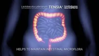 Lactobacillus plantarum TENSIA