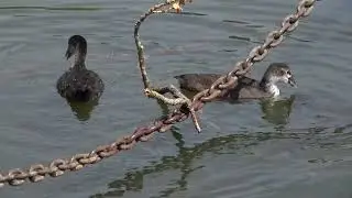 Young Coots now feeding themselves
