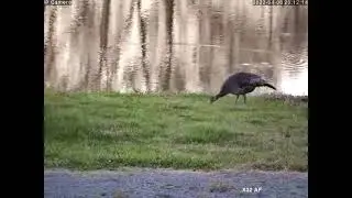 Turkey eating Breakfast ...