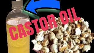 How to make homemade Castor Oil- 100% pure organic😱😱