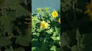 Sunflowers #garden #silverlake #oregon #shorts #music #postmalone #sunflowers