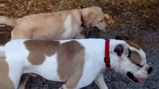 As a well-adjusted dog, Fred can help other dogs learn to be confident and trust again.