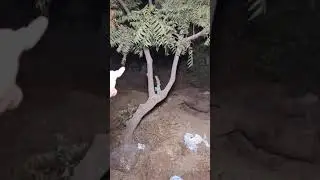 Qabrustan ka Raaz Dildar jin cartel k Sath Haunted live stream Edits