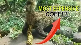 Weird Coffee Facts You Probably Didn't Know