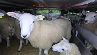 Ramsgate, Kent - Live Animal Exports, 16 Oct 20