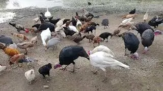 100% Organic and Free range Country chicken & Turkeys