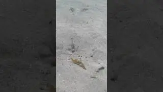 Tiny Sea Breams Feast on big Sea Worm! 🐟🐛 #fishing #epiccatches #fish