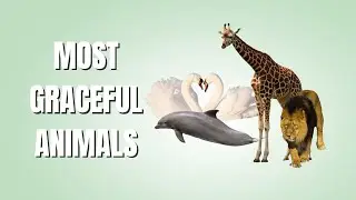 Most Graceful Animals in the World