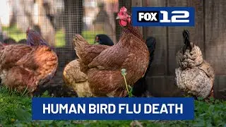 Person sick with bird flu dies from complications in Washington state
