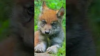 Eurasian Wolf Cub Lounges in French Forest | Rare Pup Sighting