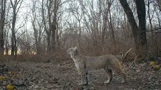 Trailcamera Adventures in the Stucky Woods