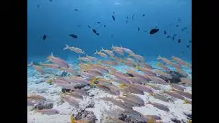 Diving in Pulau Weh