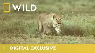 A Lioness&rsquo; Solo Hunt For Food | Lions: A Hunt For Survival | National Geographic Wild UK