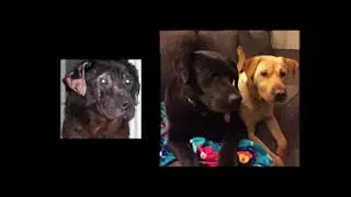 We Are Rescue