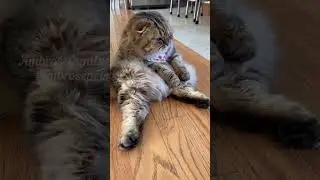 Clever Cat Tricks: Watch Smart #scottishfold in Action! #fok