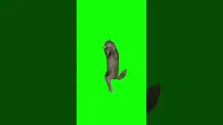 Dancing Wolf 🐺 meme 1 minute
