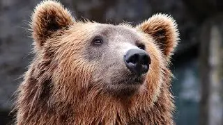 (300) Parliamo dell'Orso #M90 (6\9)