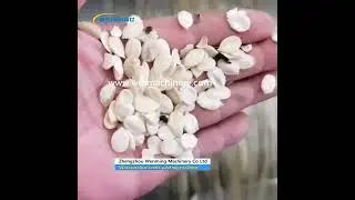 High Quality Watermelon seeds peeling machine production line #machine  #Watermelon seed processing