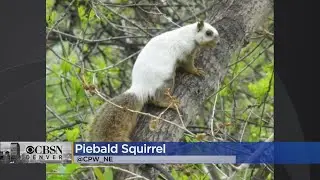 PHOTOS: Rare Piebald Squirrel Spotted West Of Denver