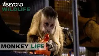S3E12 | Capuchin Monkey's Go A little Stir Crazy | Monkey Life | Beyond Wildlife