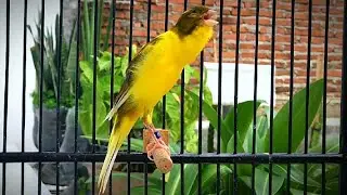 Most Impressive Canary Powerful Song for Training!! Belgian Canary Singing