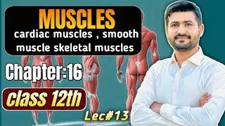 Muscles | cardiac muscles | smooth muscles | skeletal muscles | fsc biology book 2