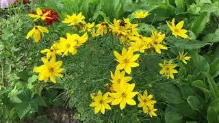Кореопсис мутовчатый Coreopsis