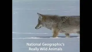 Disney Chanimal Commercial 2 (Updated Version (My Style))