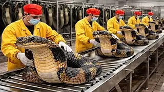 How King Cobra Snakes Are Processed Into Luxury Goods Is Made Today: Inside the Modern Factory
