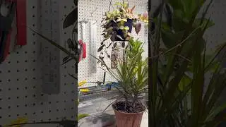 Short from my over-wintering basement #plantroom. Full video on my channel. #plants #houseplants