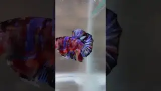 #5 Review IkanCupang Dari Pasar IkanHias Parung  #bettafish #cupangmulticolour #rumahcupang #aquatic