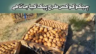 sapota(Cheku) packing |Urdu|Hindi #greenfield