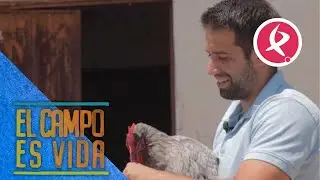 De Americanas a Extremeñas, cambio de raza en el gallinero de los Mellis | El campo es vida