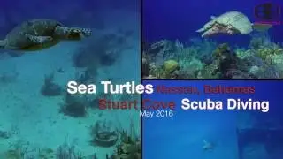 Sea Turtles Nassau Bahamas Scuba  Diving