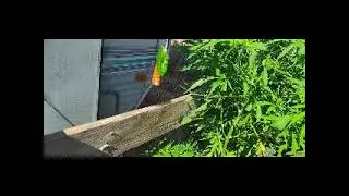 06132025 legal cannabis garden in oklahoma with tomatoes and kittens