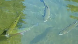 Trout Fishing Basics (Livestream)