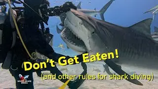 Don't Get Eaten and Other Rules for Shark Diving #shark #sharks #sharkweek #nature #sealife