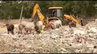 Reality Check of Clean India | स्वछता अभियान और गौ रक्षा की सचाई -2