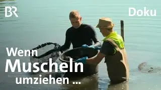 Muschel-Umzug in Unterfranken: Großeinsatz am Ellertshäuser See | Zwischen Spessart und Karwendel BR