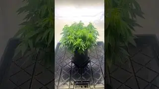 Indoor Plant Development &ndash; Early Vegetative Growth 🌱