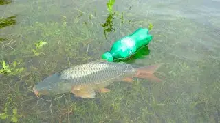 Amazing Plastic Bottle Fish Trap! Traditional Hook Fishing System! Best Hook Fishing Video!