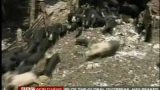bbcEgypts pig cull 00