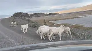 Ovis Dalli, Thinhorn Sheep roadside Yukon Canada