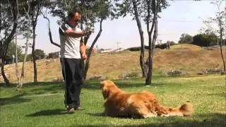 Video promocional Running Paws