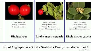 List of Angiosperms of Order Santalales Family Santalaceae Part 2 viscum thesium mistletoe osyris