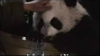 Trail Of The Panda BHS