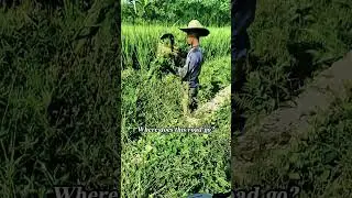 Cycling POV Peaceful Village Friendly Farmer Indonesia ASMR #cyclinglife #shorts