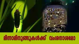മണ്മറഞ്ഞു പോകുന്നുവോ   മിന്നാമിനുങ്ങുകൾക്ക്  വംശനാശമോ ? | Firefly Lightning Bug | Minna Minung