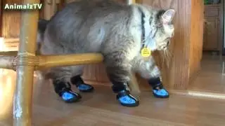 Funny Cats in Shoes   Cats Wearing Boots in First TIme Compilation 2014